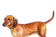 Watercolor Dogs Mega Big Bundle, an Illustration by Dneprstock (Thumbnail 20 of 60)