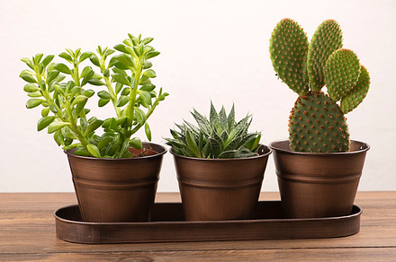 Cactus and plant decoration on wooden table featuring cactus, plant, and, a Nature Photo by José Luis Agudo
