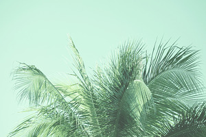 Tropical Palm Tree Fronds Photo