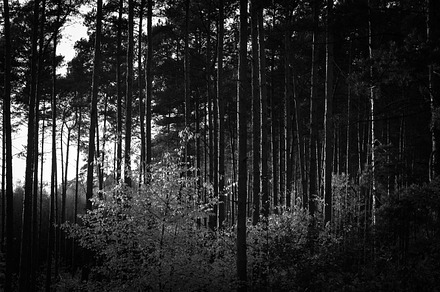 Black & white forest 10 stock photo containing black and white and bw, a Nature Photo by PhotoMarket