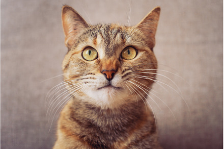 Portrait of a serious ginger tabby