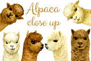 Watercolor Alpaca, Clip arts, an Animal Illustration by Sveta Aho (Thumbnail 2 of 2)