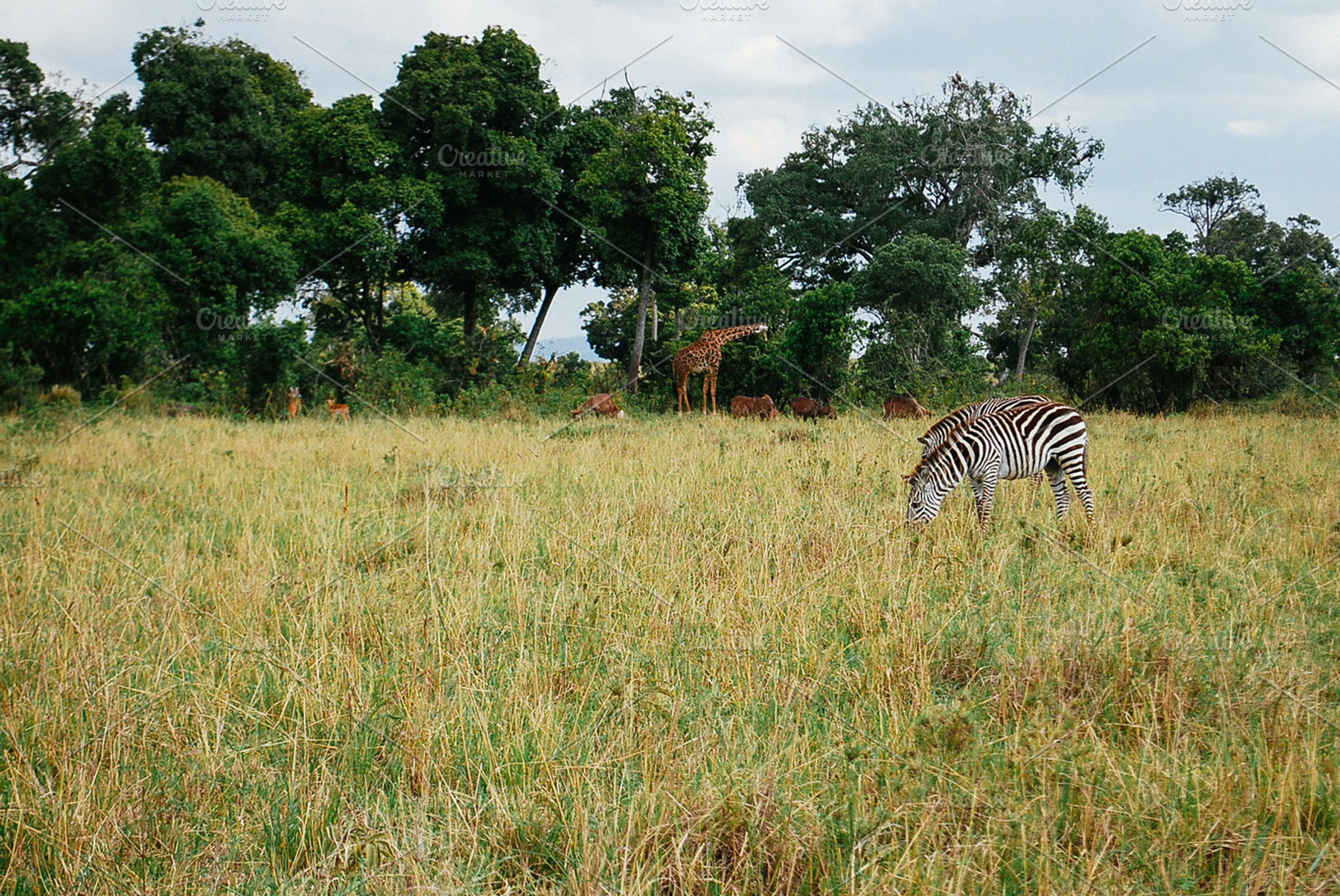 Safari in masai mara kenya containing zebra, giraffe, and savannah, a Nature Photo by julia.karpacheva