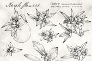 Flowers Neroli. Vector Botanical set, an Object Graphic by ON_lineart_store (Thumbnail 6 of 10)