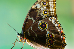 Butterfly featuring glass, design, and green