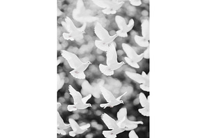 Flock of White Doves Flying in a, an Abstract Photo by Lermont51