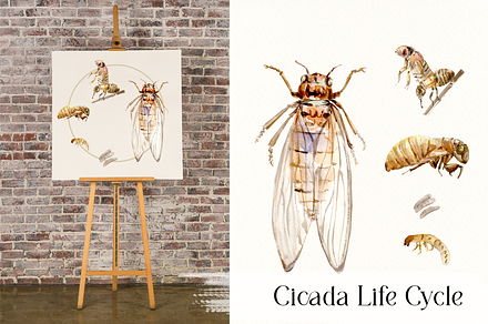 Cicada Life Cycle Clip Arts & Prints, an Education Illustration by Tati Bordiu