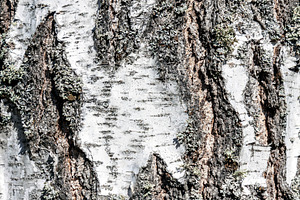 Birch bark texture closeup, a Nature Photo by BOOCYS