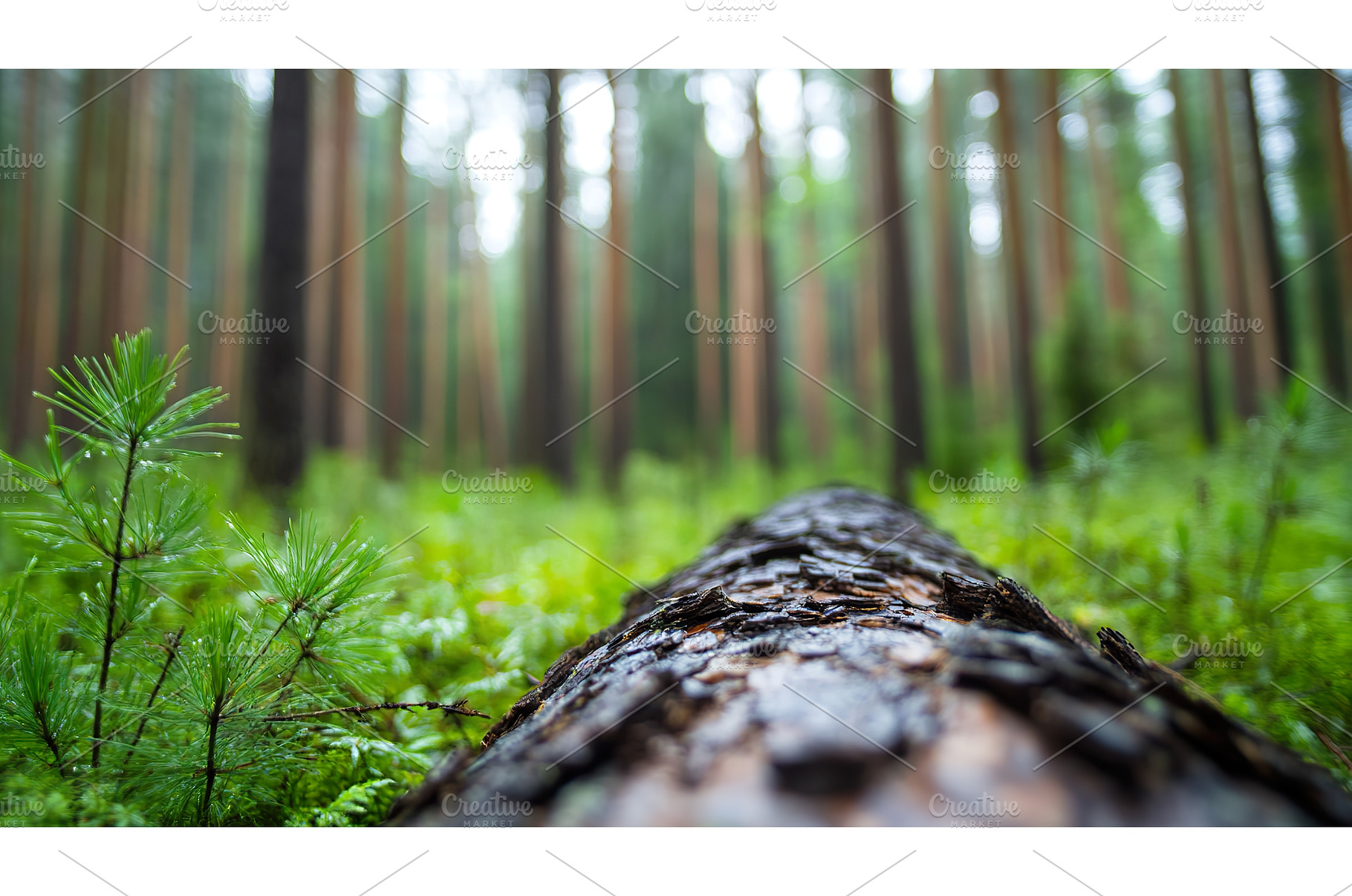 Fallen log in lush green forest with, a Nature Photo by Lermont51