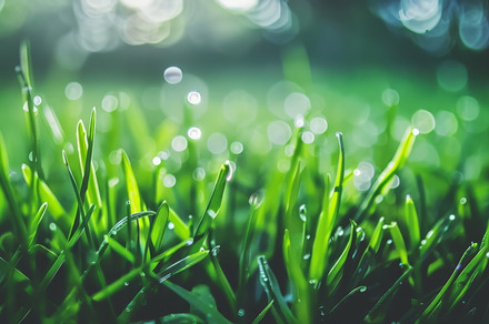 Fresh dew adorns emerald grass, a Nature Photo by Mashimara
