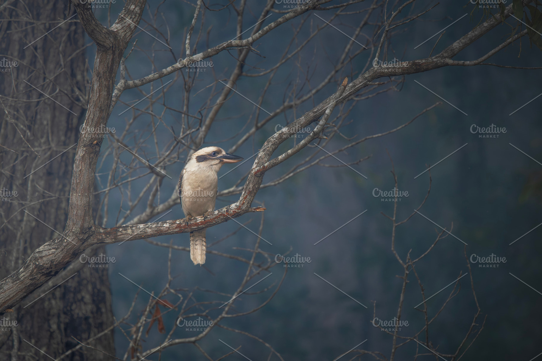 Laughing kookaburra surrounded smoke, an Animal Photo by Rob D Animal Photography