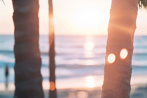 Blurry out-of-focus palm trees by oc, a Photo by Dvoevnore photos