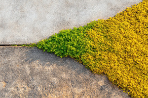 Green and yellow moss between stone, a Nature Photo by AlyaAnd