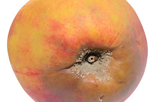 A spoiled, rotting peach with a distinct area of white and, a Food & Drink Photo by ndanko