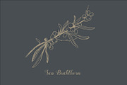 Botanical Vector Illustrations, an Illustration by FoxyImage (Thumbnail 6 of 7)