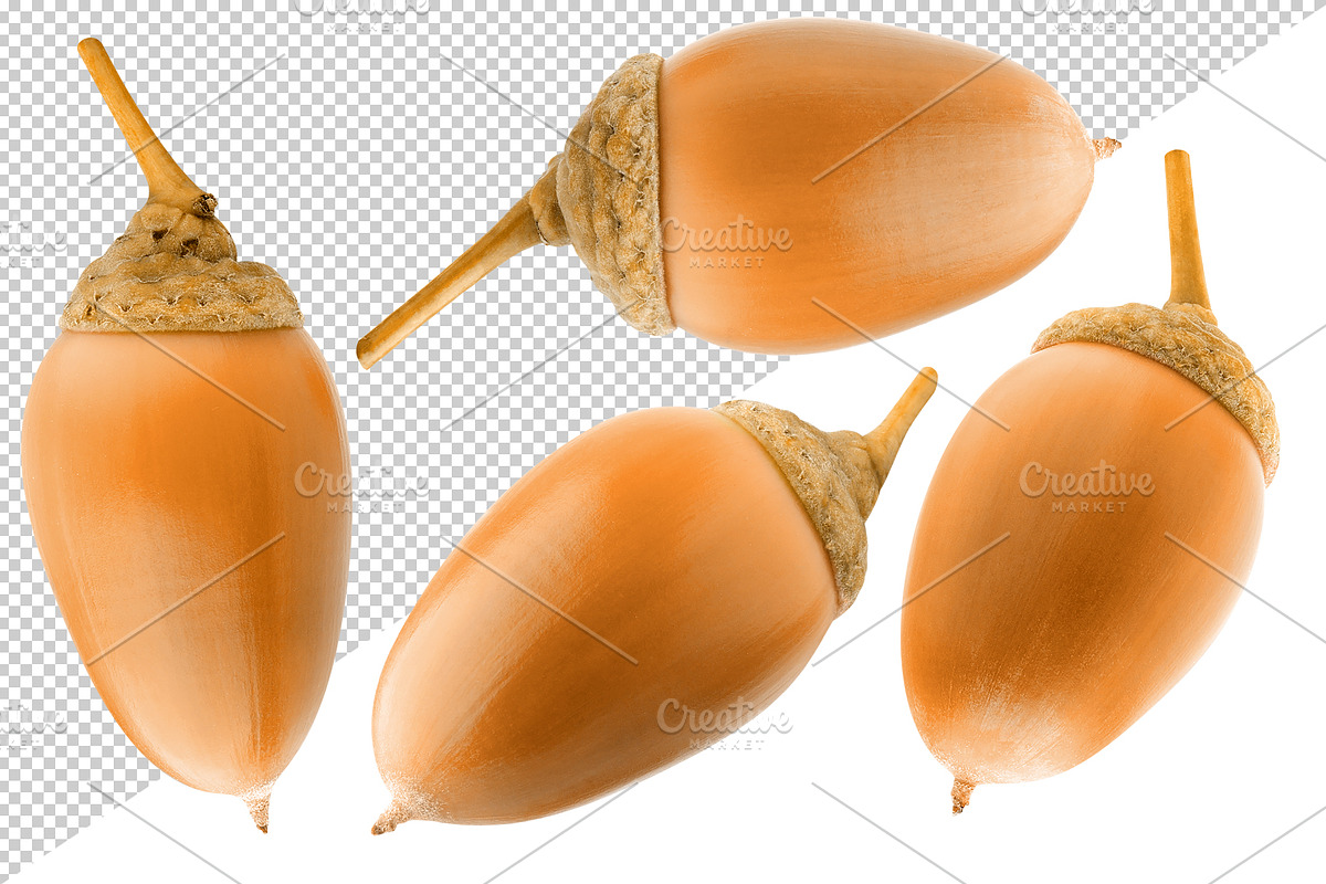 Oak tree leaves and acorns, an Object Graphic by Fruits+Veggies (Photo 2 of 11)