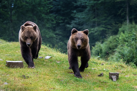 Wild Brown Bear in the summer forest. Animal in natural habitat., an Animal Photo by Byrdyak