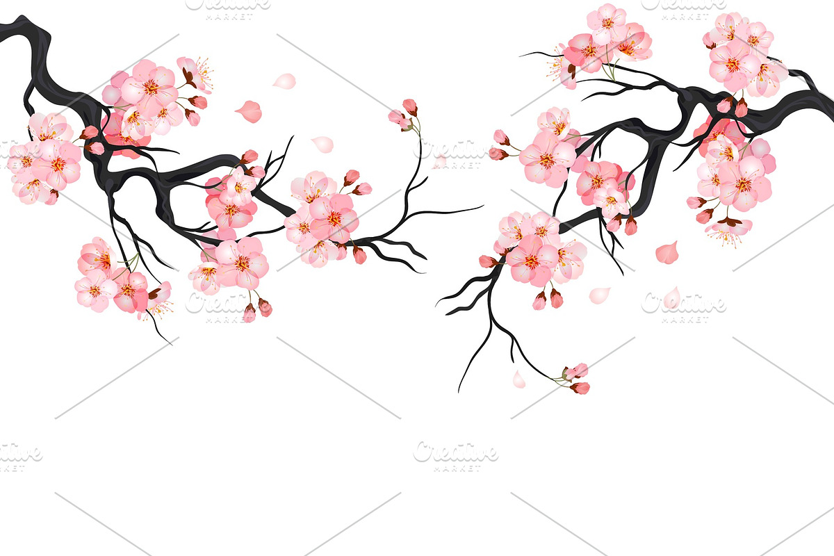 Japanese cherry sakura tree Isolated, a Decorative Illustration by Shanvood art