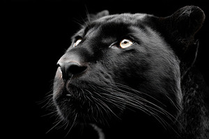 Close-up of a black panther, an Animal Photo by AlyaAnd
