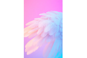 Soft pastel feather arrangement, an Abstract Photo by Lermont51