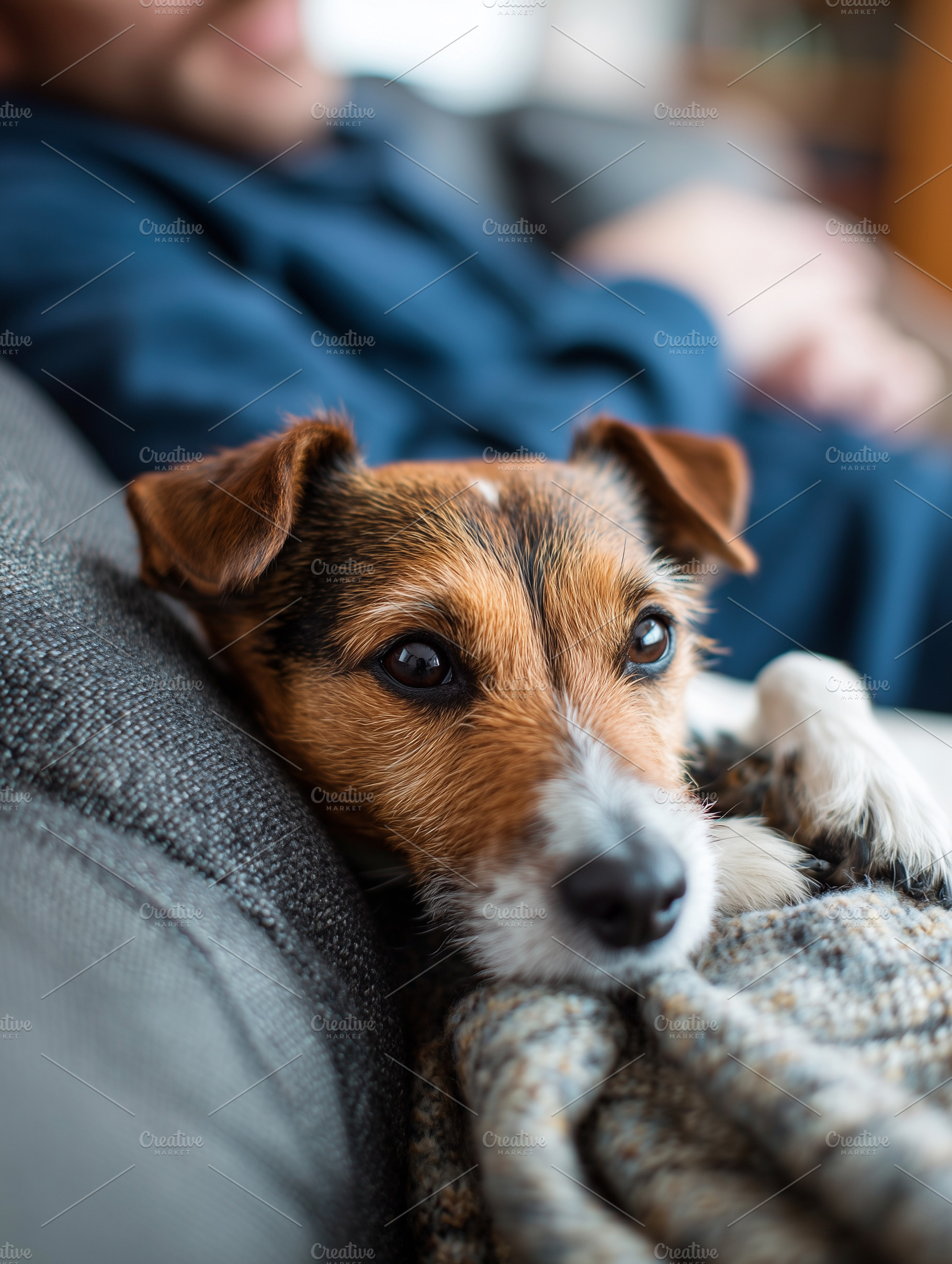 Adorable small terrier dog relaxing, an Animal Photo by MistyDay