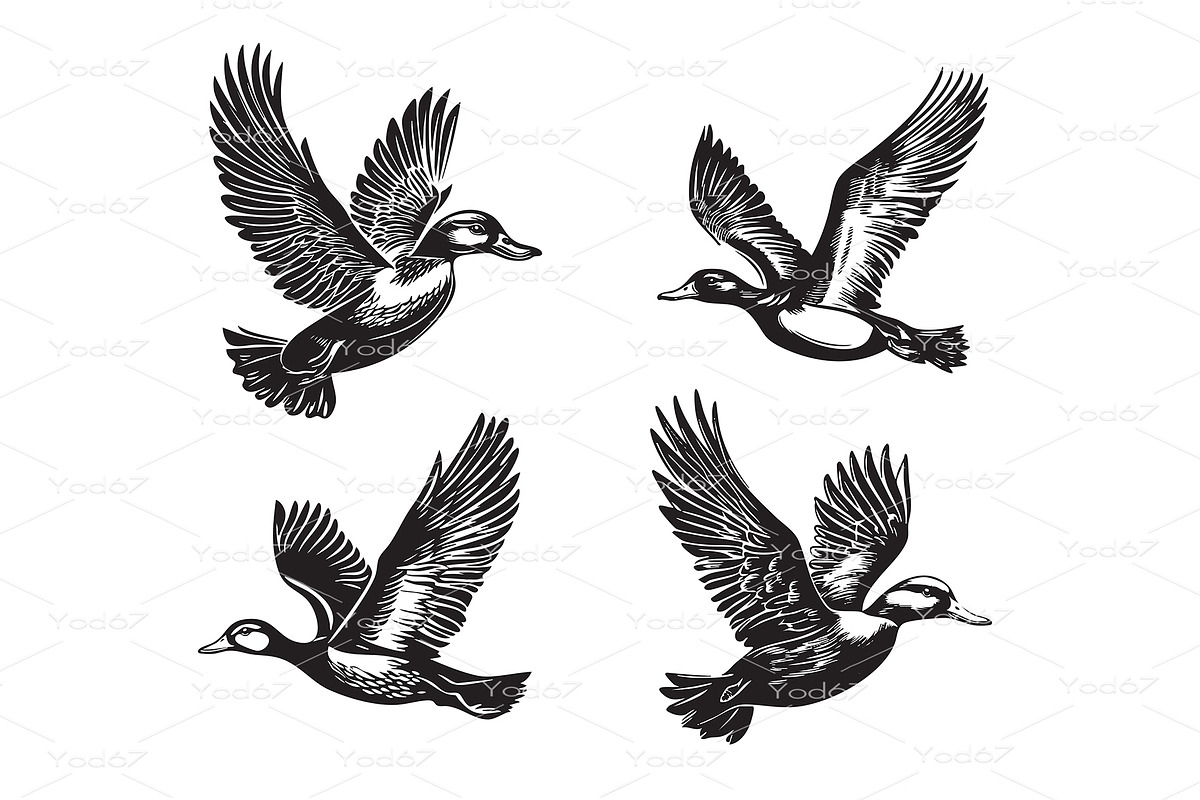 Vector of set of four ducks in fligh, an Animal Illustration by yod67