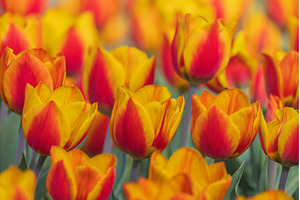 Bicolored red and yellow tulips in