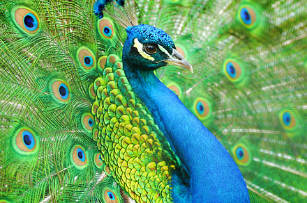 Peacock featuring green, peacock, and vibrant, an Animal Photo by Byrdyak