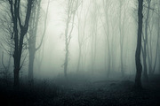 Halloween Forest pack 2018 Hi Res, a Nature Photo by Atmospheric visuals (Thumbnail 3 of 11)