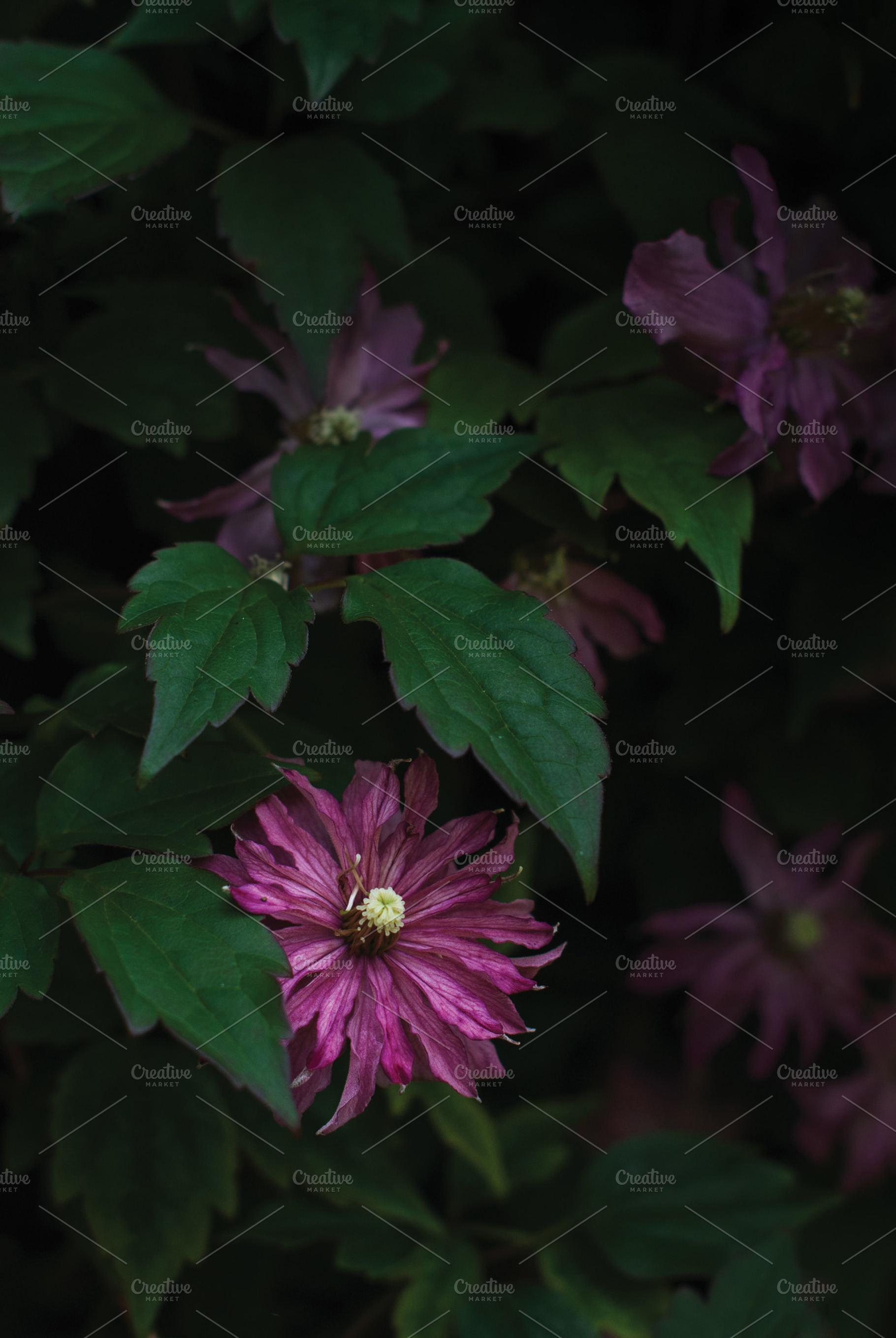 Dark Clematis, a Nature Photo by satakieli