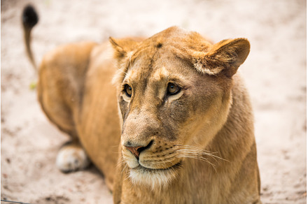 Lioness Close-up portrait, face of a, an Animal Photo by COLORFUL