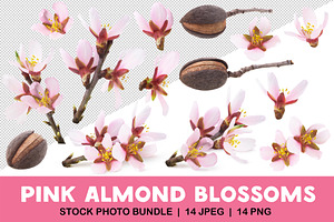 Pink almond blossoms