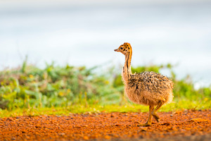 Cute Ostrich Chick, an Animal Photo by THP Creative