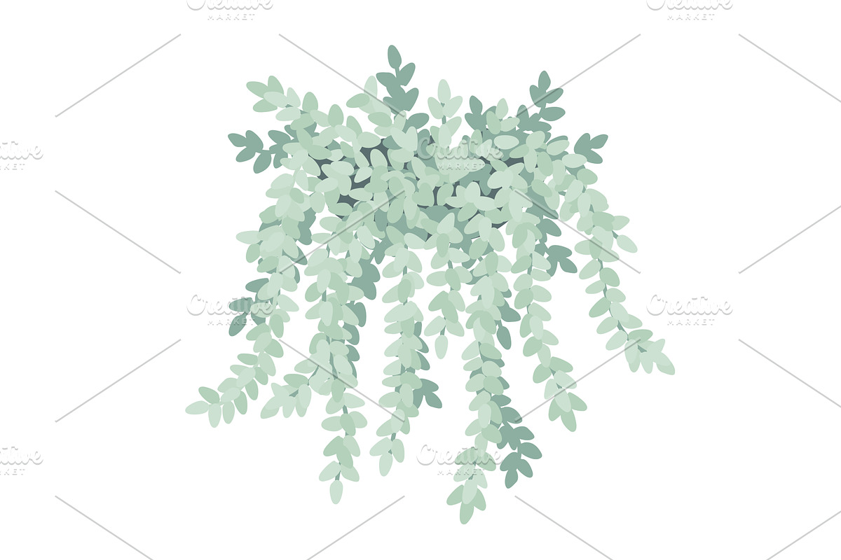 Sedum morganianum or Burrito Donkey, an Object Illustration by Toltemara