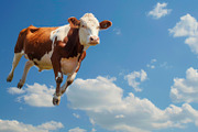 116 Flying animals, an Animal Photo by Handmadefont (Thumbnail 51 of 119)