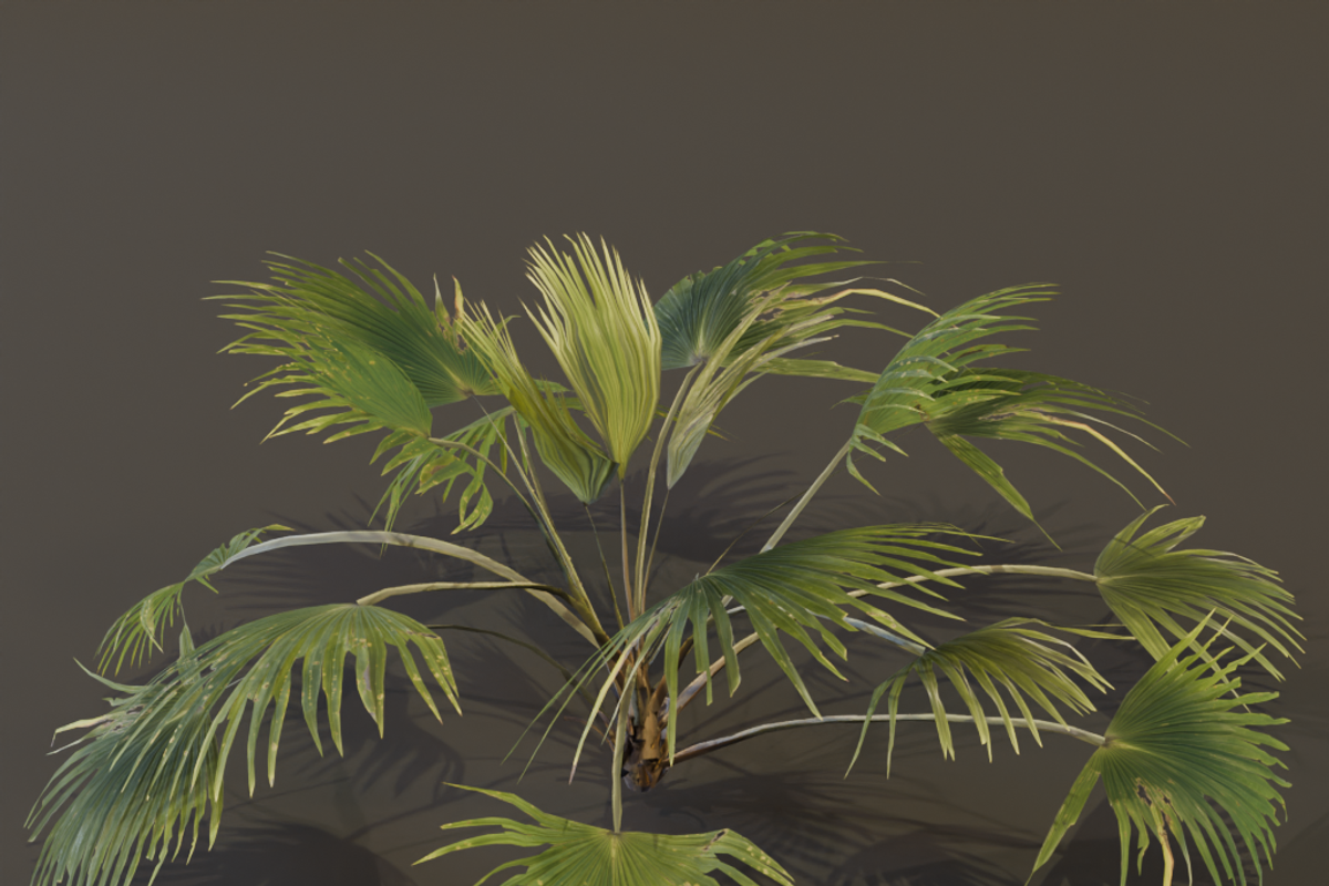 The Chinese Palm Bush, a Plants & Tree 3D Model by FuturePastCreatives (Photo 1 of 7)