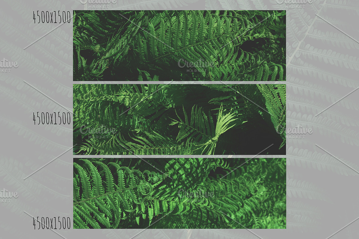 Green textures - photo bundle, a Nature Photo by rorygez fresh (Photo 6 of 6)