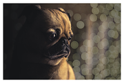 25 Real Bokeh Backgrounds / Overlays, a Texture Graphic by Uncommon Mockups (Thumbnail 3 of 6)