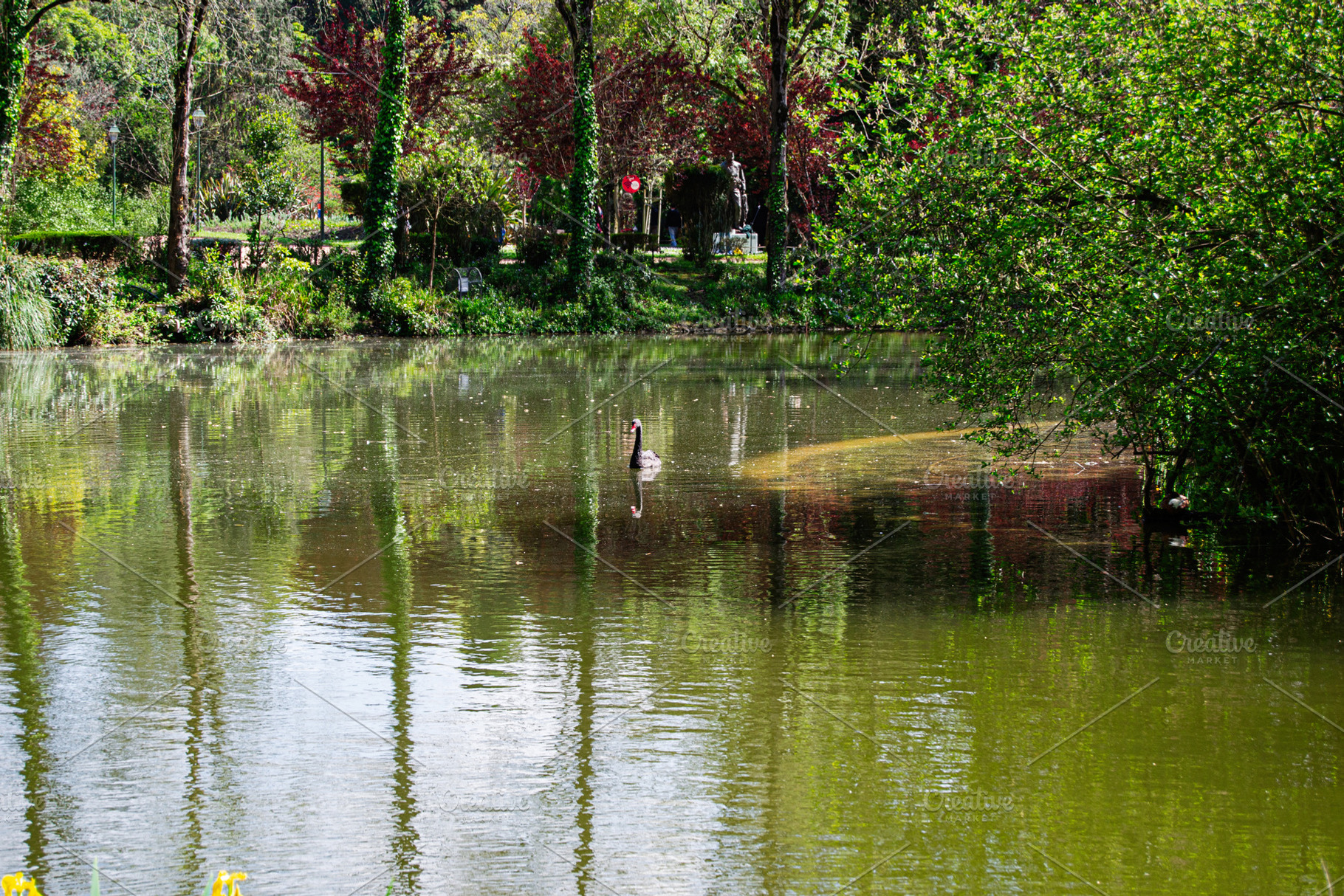 Beautiful lake view with swan at Caldas da Rainha, Portugal, surrounded by gree, a Photo by AS photostudio