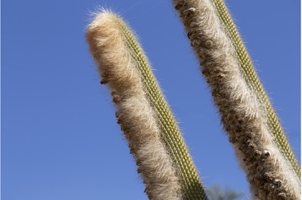 Cactus plant on a background of blue, a Nature Photo by Diary of impressions