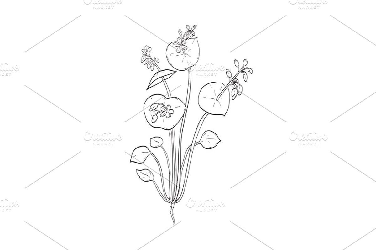 Claytonia Perfoliata Plant Drawing, a Decorative Illustration by patrimonio (Photo 1 of 3)