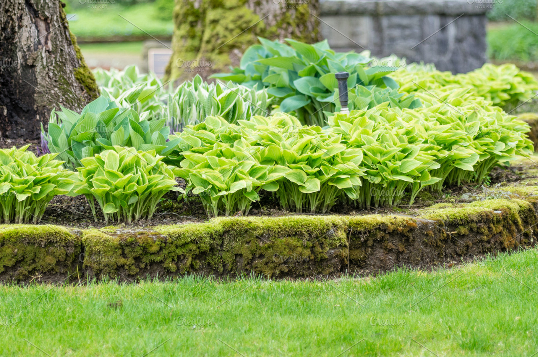 Hosta Garden And Lawn In A Park Stock Photo Containing Park And Landscape