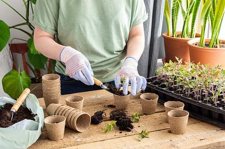 Transplanting seedlings,pricking out, a Food & Drink Photo by Pandateam