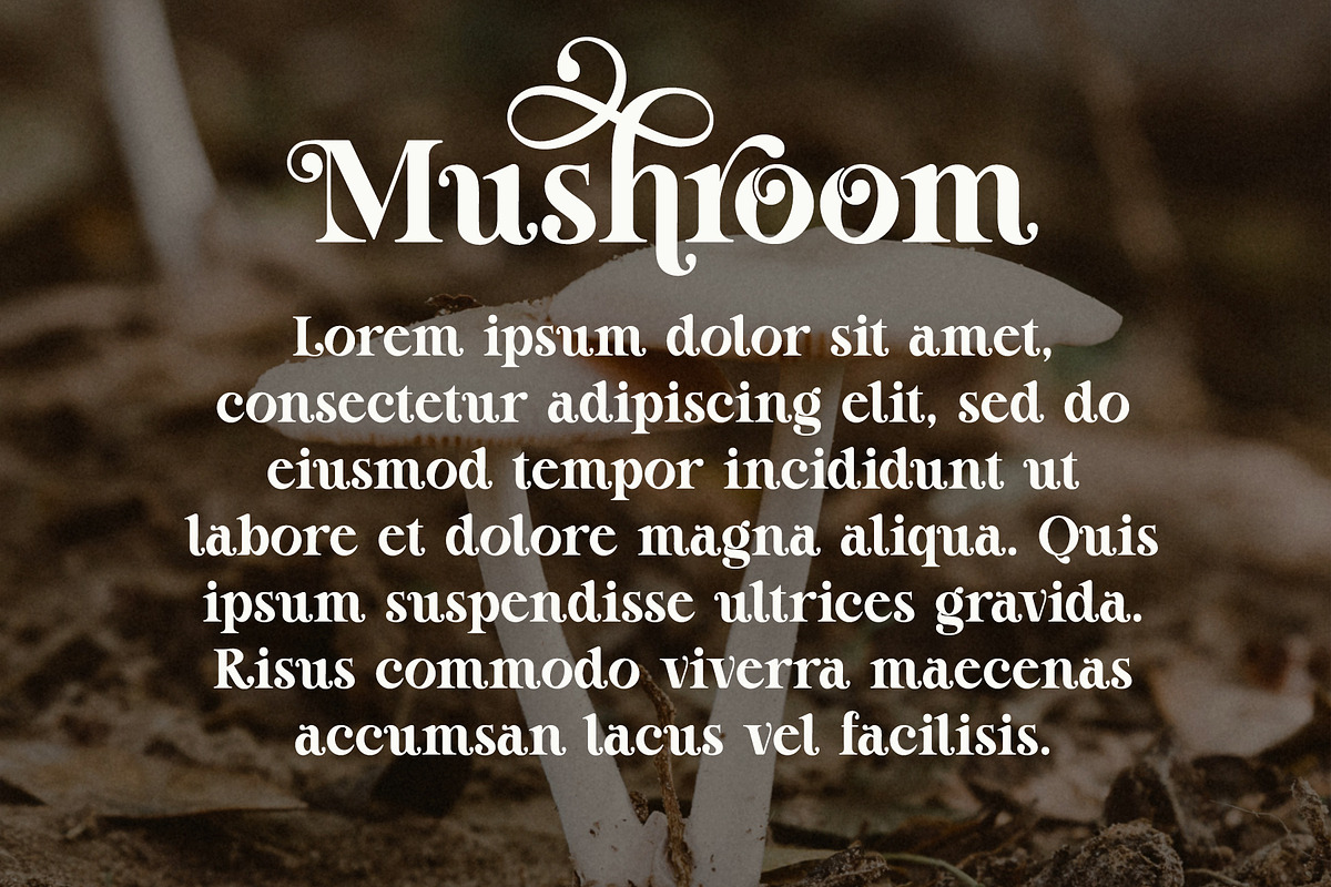Awake Lonely - Swirl Serif Font, a Serif Font by Airotype (Photo 10 of 14)