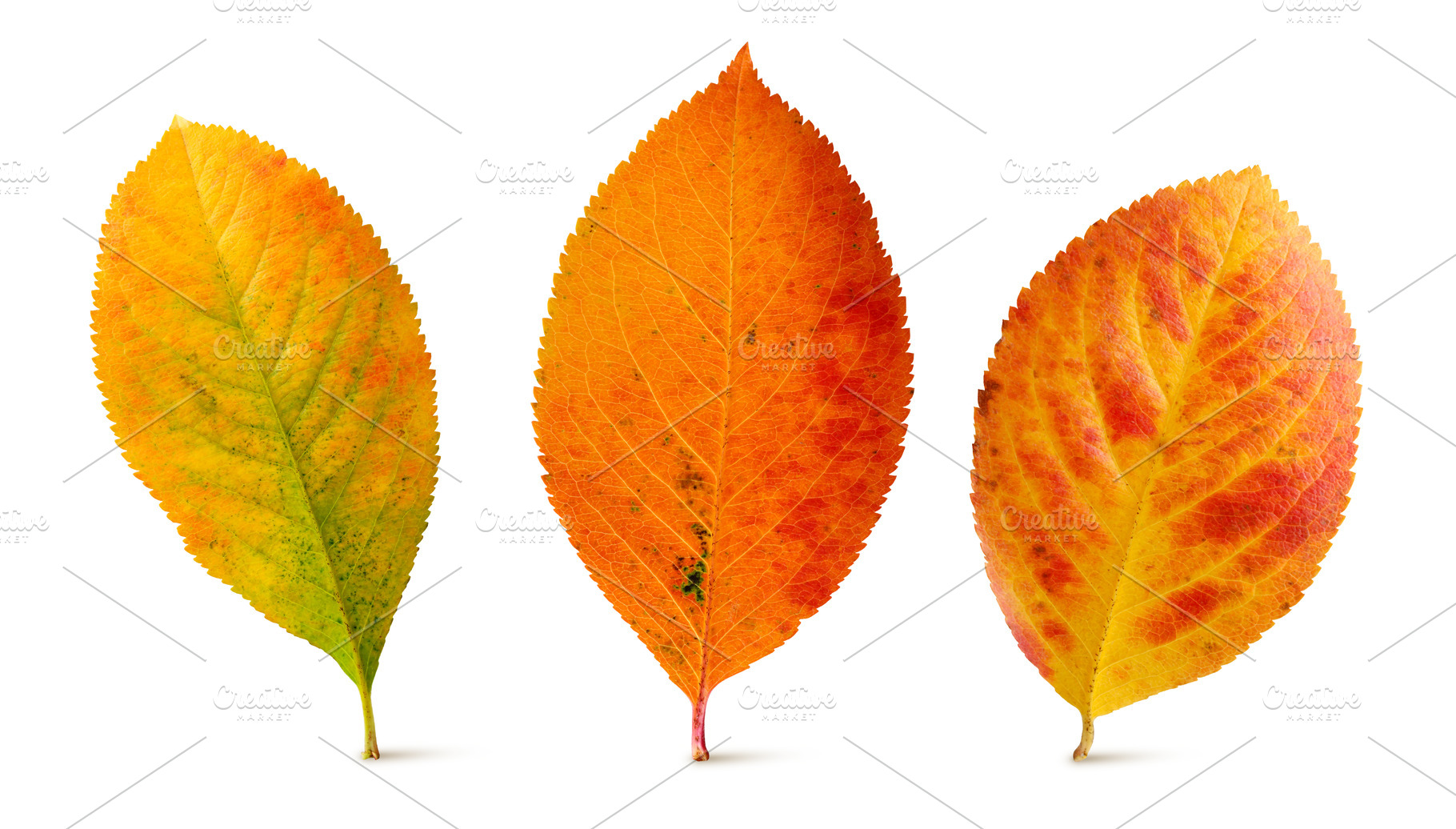 Three autumn leaves of chokeberry, a Background Photo by BalaguR