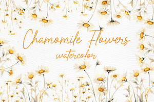 Daisy Watercolor Clipart Chamomile