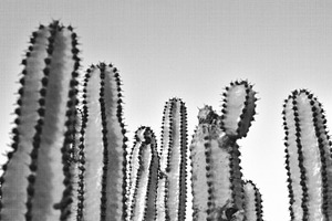 Black and White Cacti