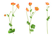 Vector object brushes. Geum., a Brush Add-On by Peolla (Thumbnail 7 of 14)