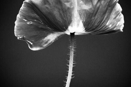 Black Flower