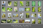 GREEN TROPICAL PLANTS, a Nature Photo by Beach Babe Stock (Thumbnail 6 of 6)